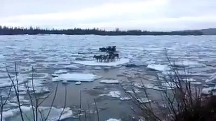 A herd of caribou float down a river.