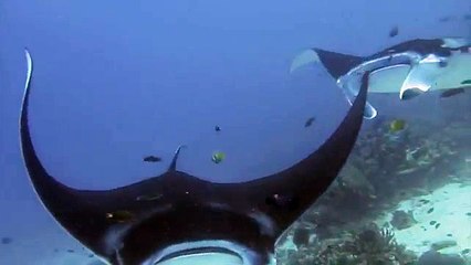 Dancing with the Manta Rays in Raja Ampat, Indonesia