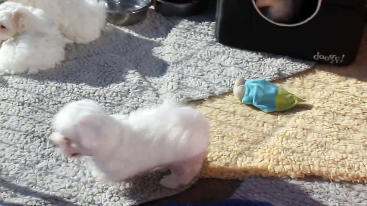 MVI_5596-Bébés coton de Tuléar-2015-11-02