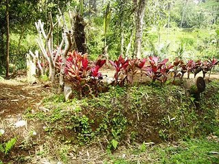 Land in Ubud, beautiful view with 2 waterfalls on site.wmv