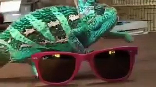 Amazing Video of Chameleon Changing Color very quickly
