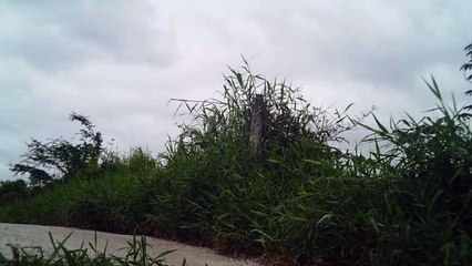 Lonely cyclist, Ciclista solitário, hoje na lama e chuva, nas várzeas do Rio Paraíba do Sul, (8)