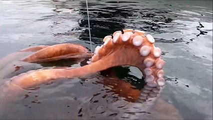 Octopus Pris Bien kayak Pêche
