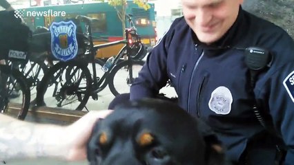 Seattle police officers meet a Rottweiler... He shakes their hands