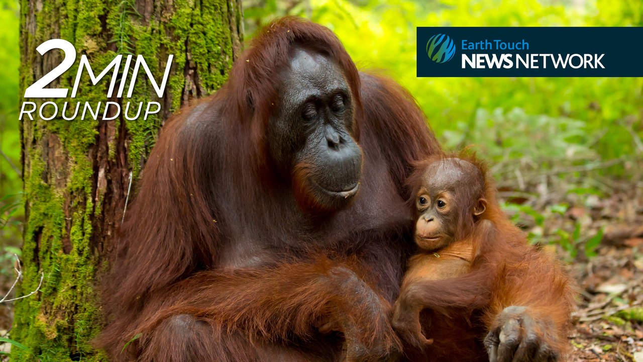 Orangutan rescue, huge pangolin seizure & a moose car wash