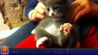 Cat Compilation No.1 Best Of Compilation 2014