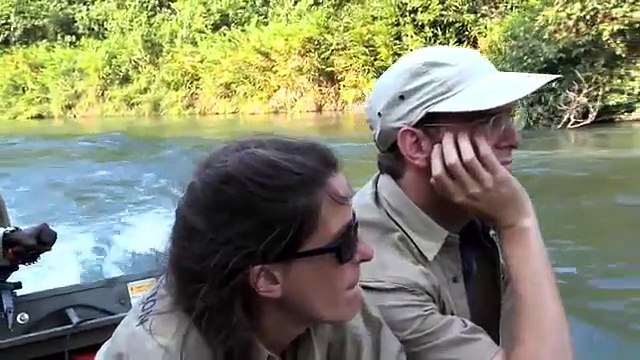 Il a élevé ce gorille et ne l'a plus revu depuis 5 ans... Leurs retrouvailles furent très émouvantes. Regardez !