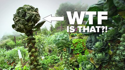 11 Foods You Didnt Know Grew Like That