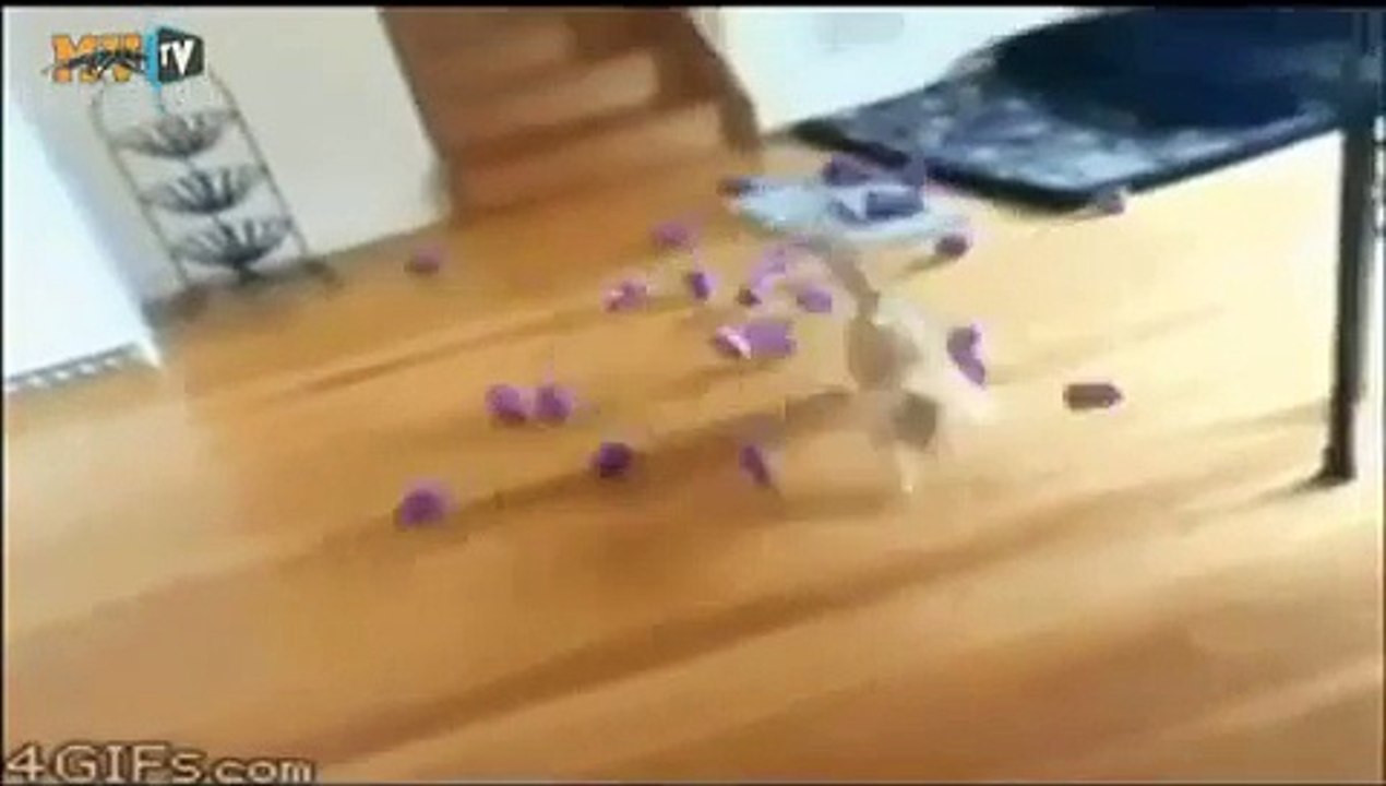 Faze comice 2014||Cu animanele .2014.✔