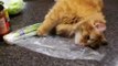 Nigel the Orange Ginger Cat Plays With Onions