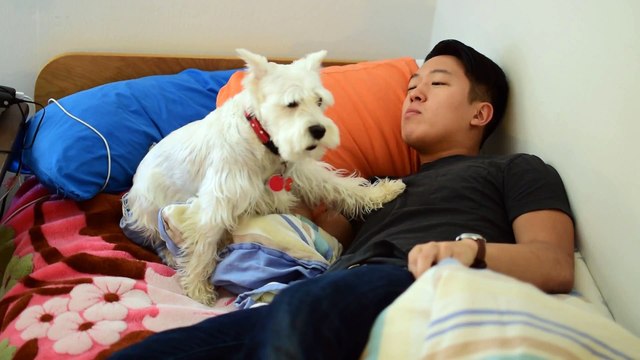 Funny dog hates when his master blows him raspberries to his face