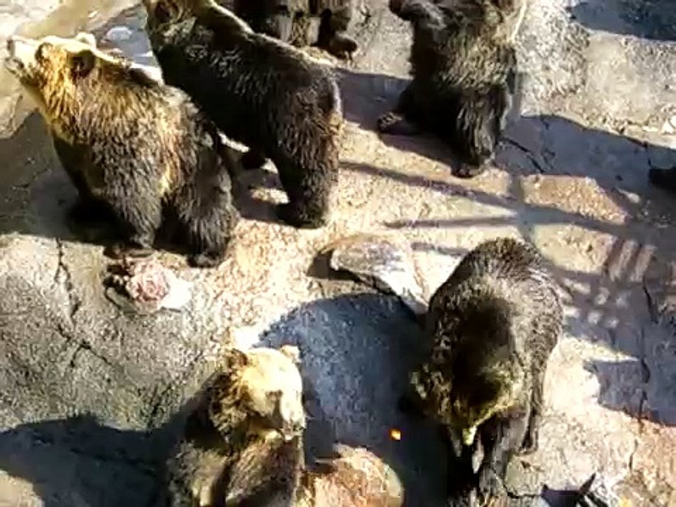 Медведи попрошайки