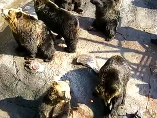 Медведи попрошайки