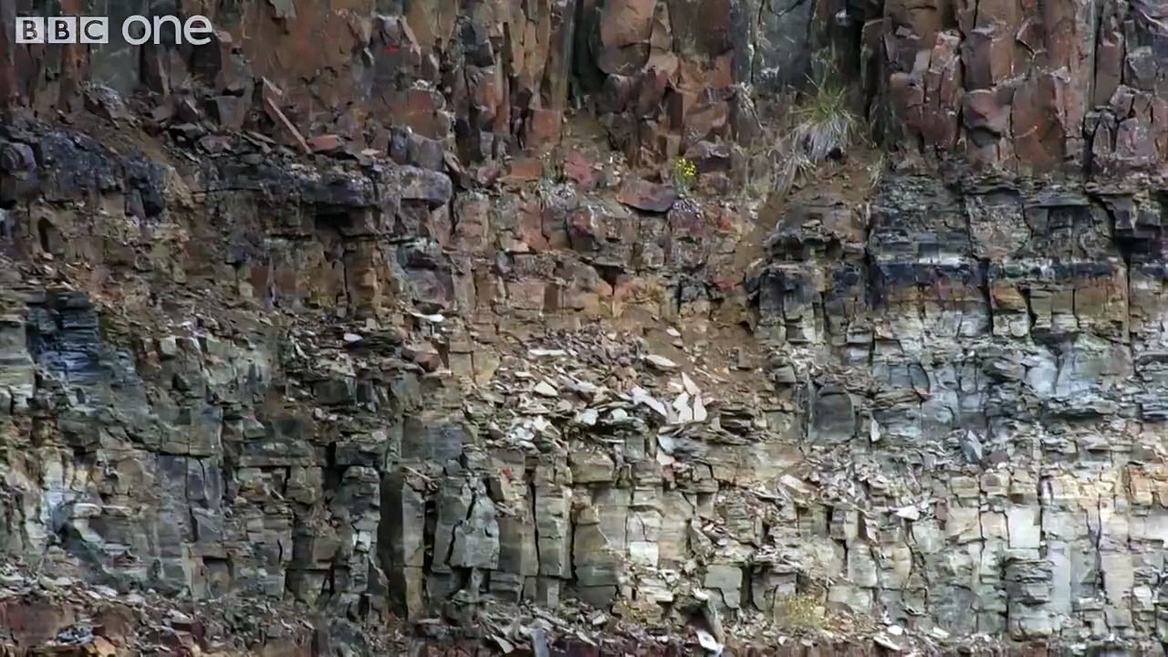 The incredible first flight of a chick