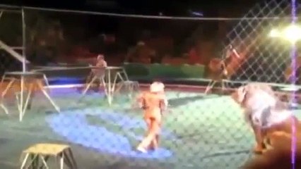 Lion attack human compilation HD sensitive ppl don't watch lion attack people