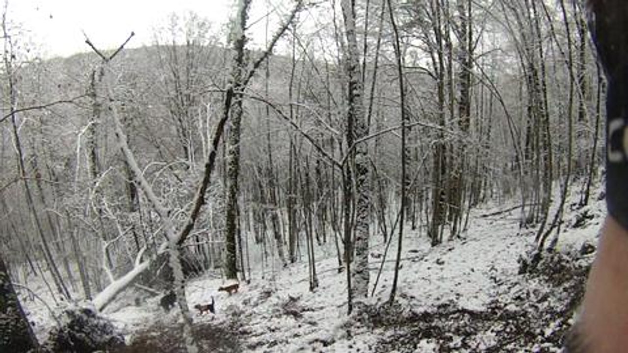 1 sanglier ferme neige loupe