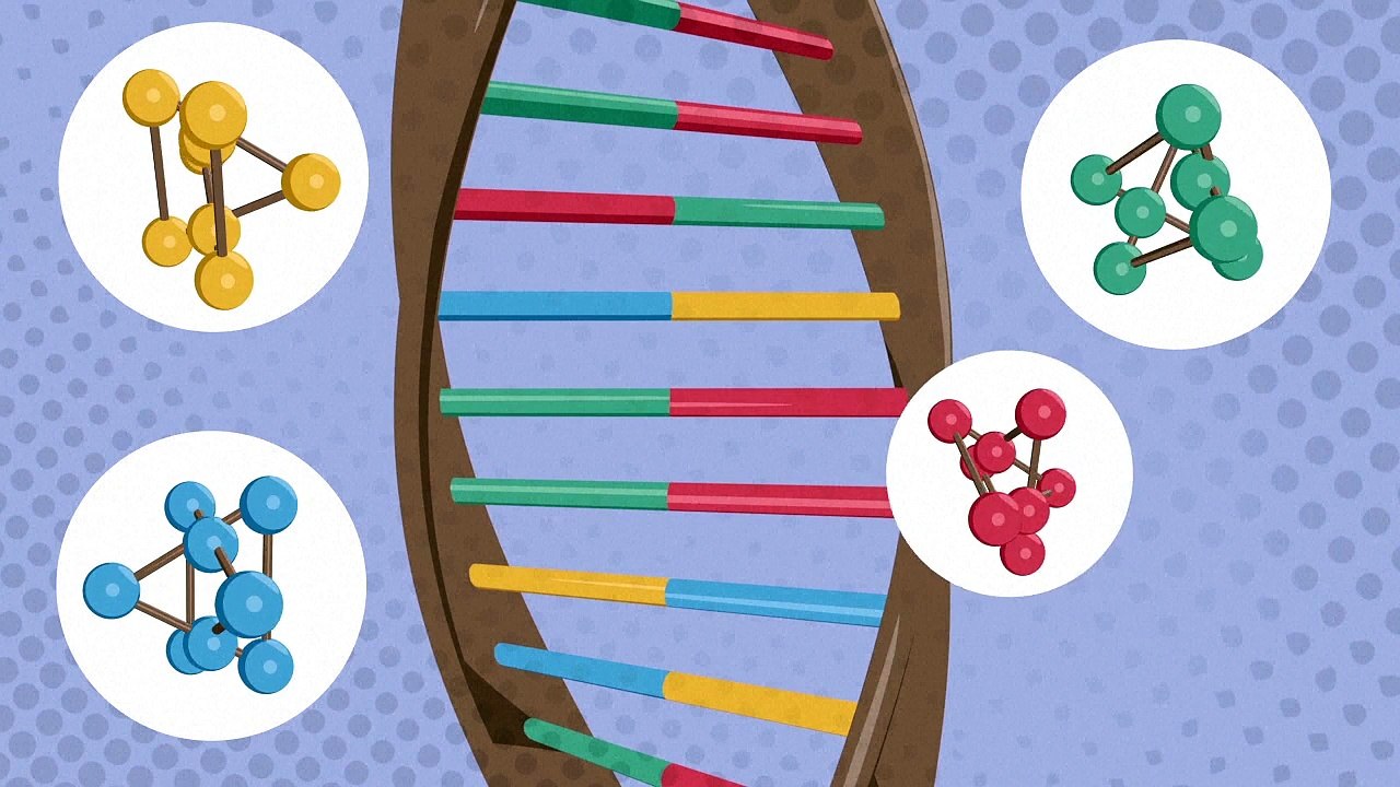 Qu’est-ce que l’ADN ?