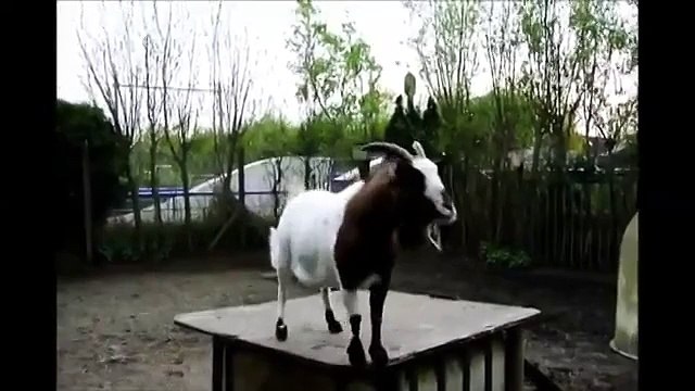 Козел, который обожает играть в футбол