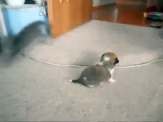 Котёнок и щенок играют друг с другом