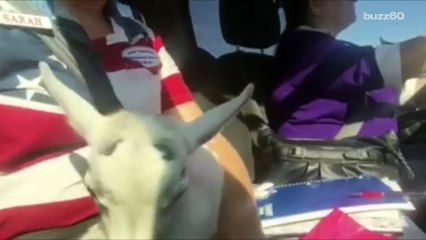 Baby goat stolen from Arizona State Fair has been found