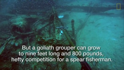 Des mérous trollent un chasseur sous-marin