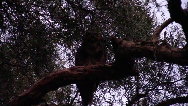 Owl ejects pellet (throwing up regurgitation)