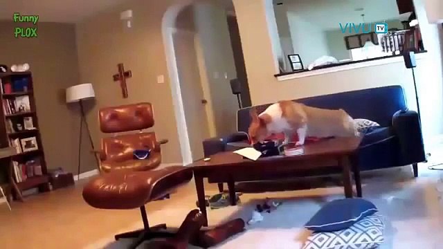 -Những chú chó thích đùa nhất thế giới =)) Cực đáng yêu