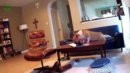 ---Những chú chó thích đùa nhất thế giới =)) Cực đáng yêu