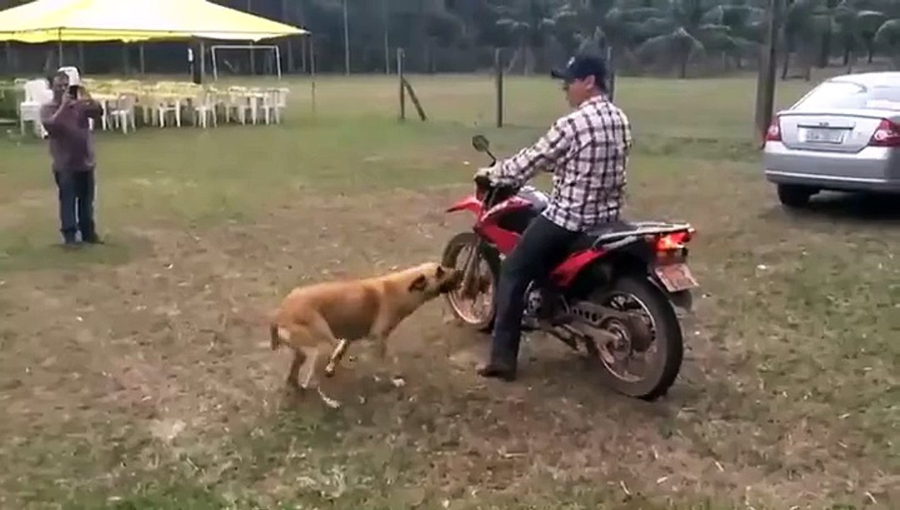 Трогай, шэф!