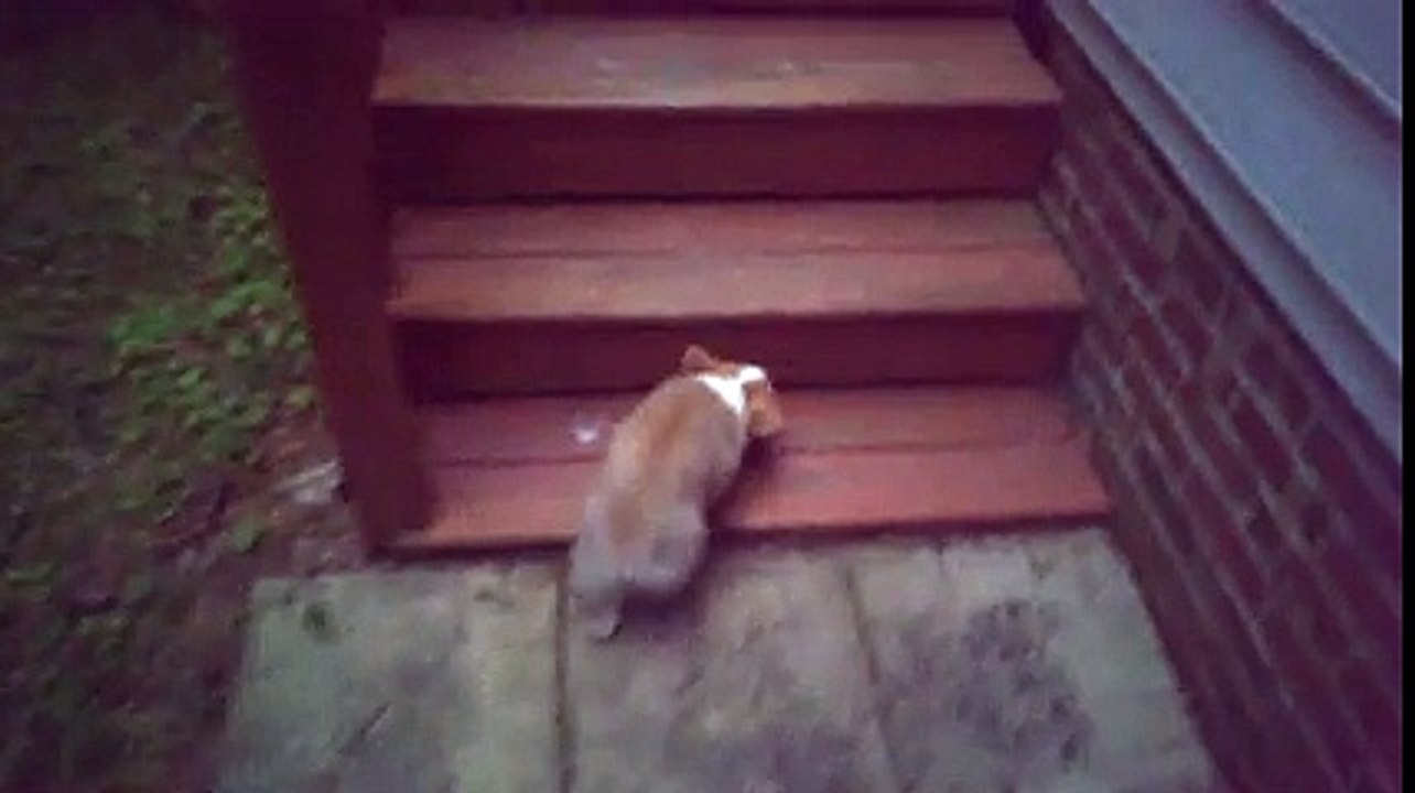 Mon bébé corgi qui galère pour sa première montée de marche !
