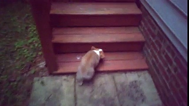 Mon bébé corgi qui galère pour sa première montée de marche !
