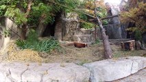 Si vous n'en avez jamais vu, voici de rares pandas rouge !