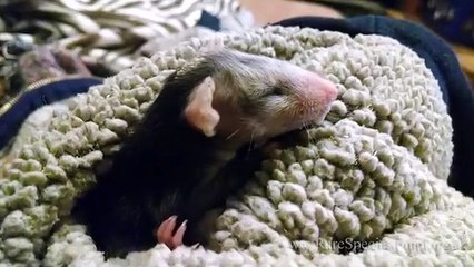 Des chiens adoptent des bébés Opossum