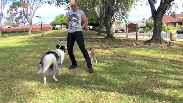Des chiens rudmement bien éduqués !