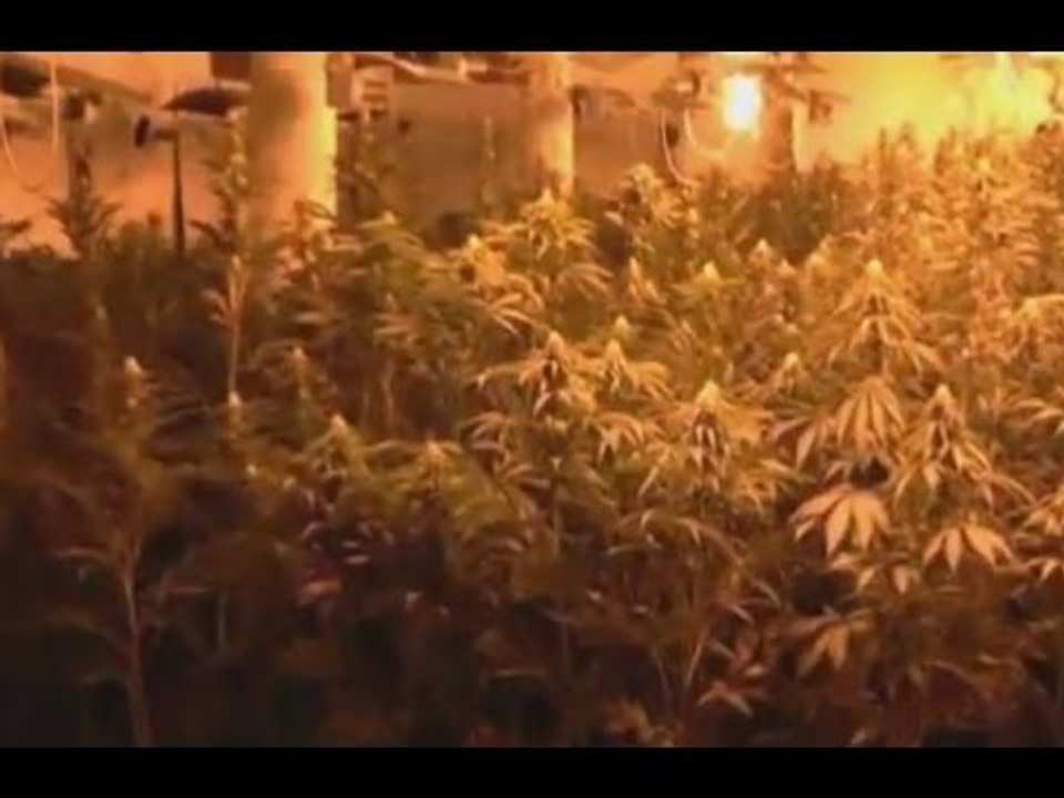Castelnovo Sotto (RE) - Maxi piantagione di marijuana in un casolare (06.11.15)