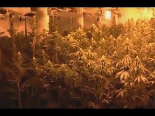 Castelnovo Sotto (RE) - Maxi piantagione di marijuana in un casolare (06.11.15)