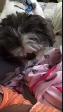 Shih Tzu couvre notre jeune bébé de 3 mois