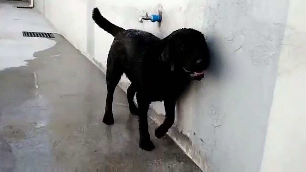 Un Chien très Malin se Douche tout Seul