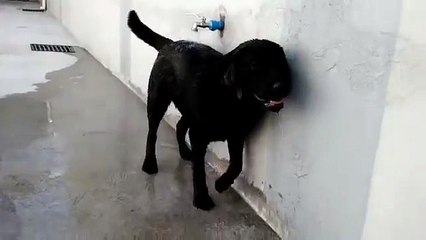 Un Chien très Malin se Douche tout Seul