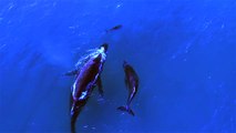Une baleine et un dauphins promènent leurs bébés ensemble