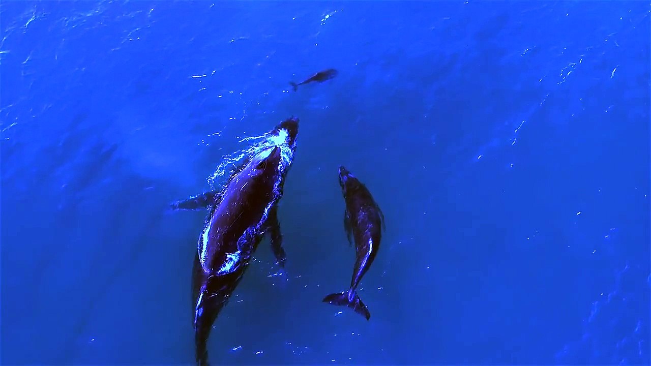 Une baleine et un dauphins promènent leurs bébés ensemble