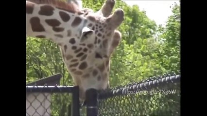 Une girafe coquine...