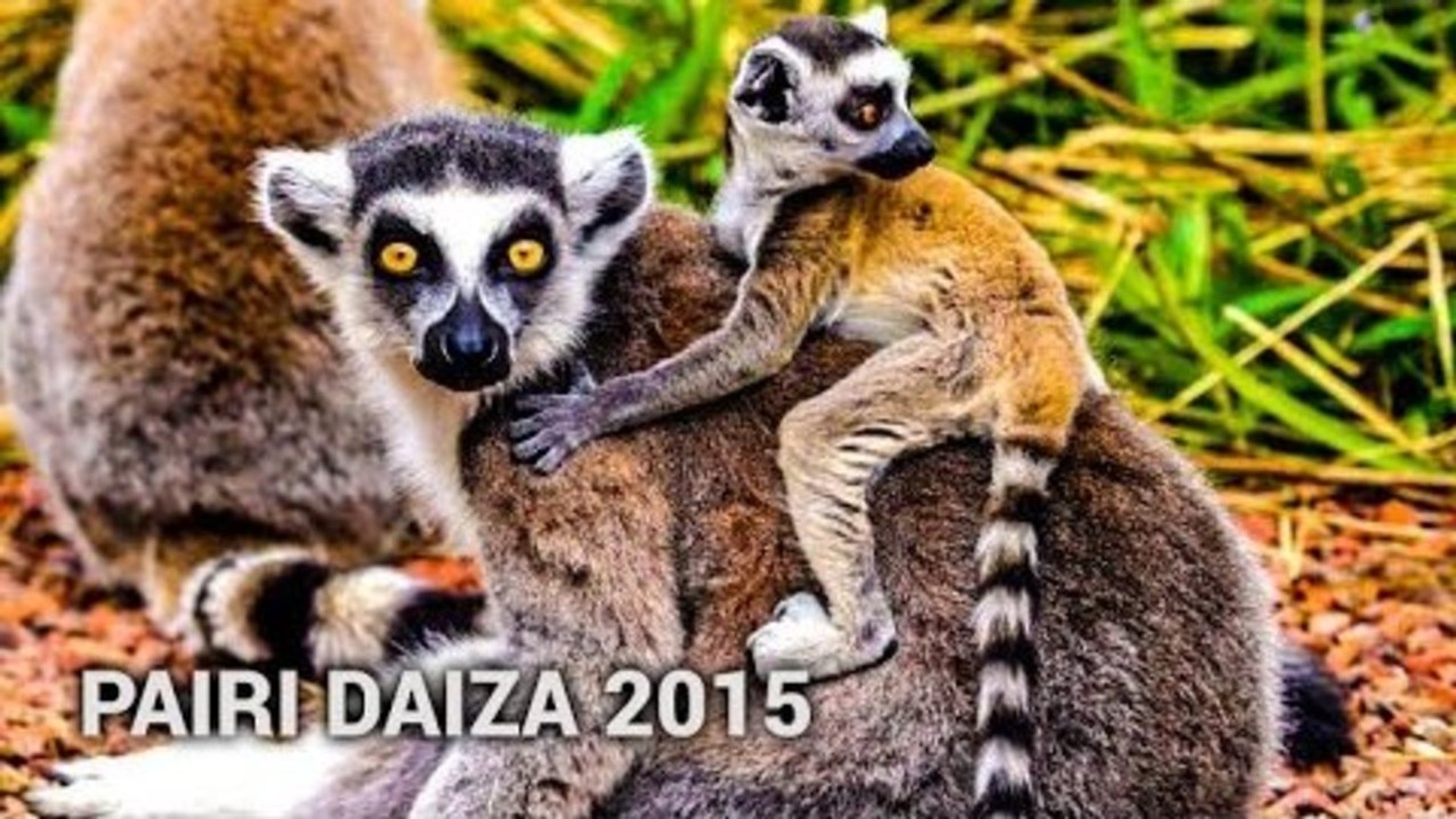 PAIRI DAIZA - Novembre 2015  (Ultra HD / 4K)