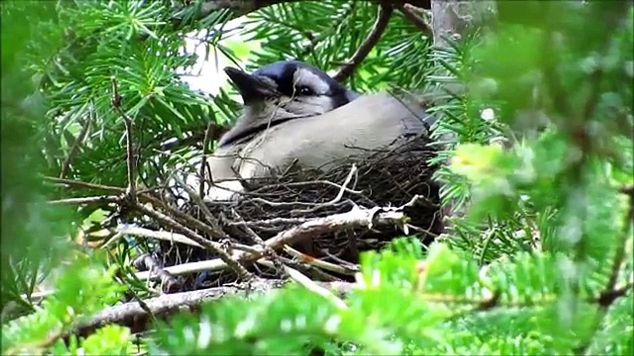 Blue Jay Nest - 5 Days Since Hatching