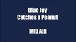 Blue Jay catches peanut in Mid Air (slow-Motion)