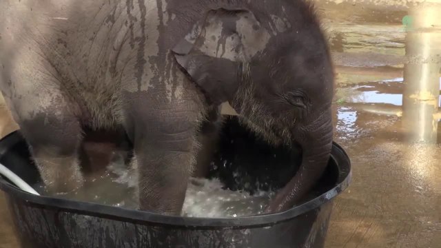 Этот слоненок развлекался, принимая ванну. Но вдруг появилась мама-слониха