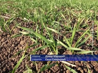 Stanje useva, 06. novembar 2015. (RTV Bor)