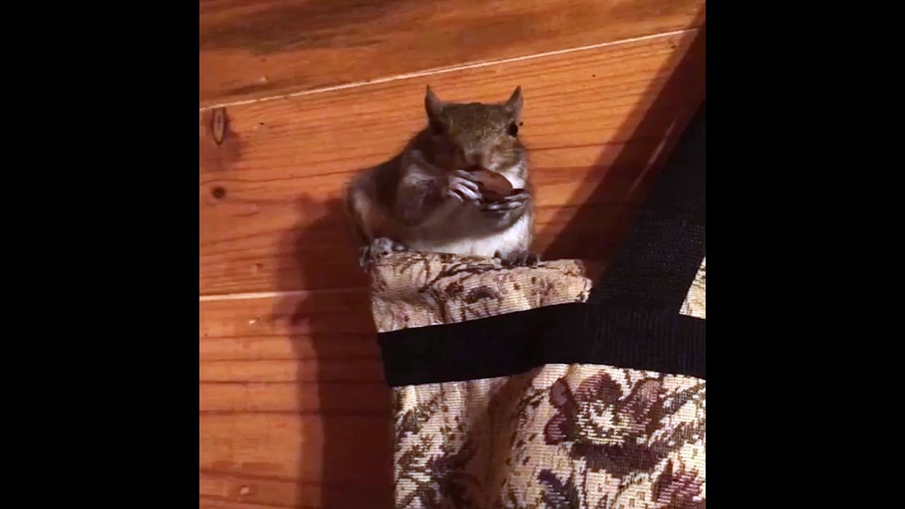Funny mouse