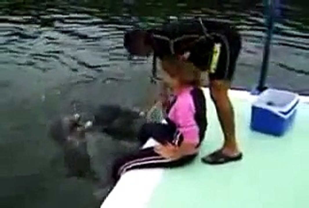Top 10 funny animal moments -