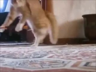 Simplement un chat avec une Kalachnikov